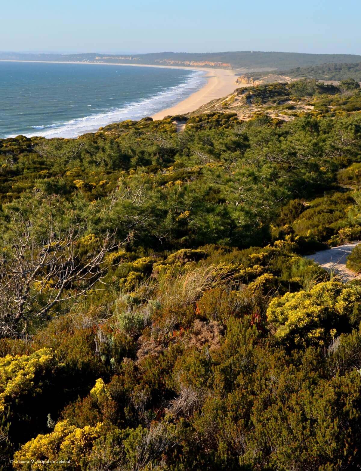 Fauna e flora do Cabo Espichel e Sesimbra